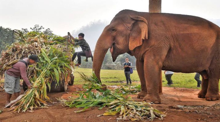 Hoop voor olifanten in Chiang Mai die honger lijden tijdens pandemie