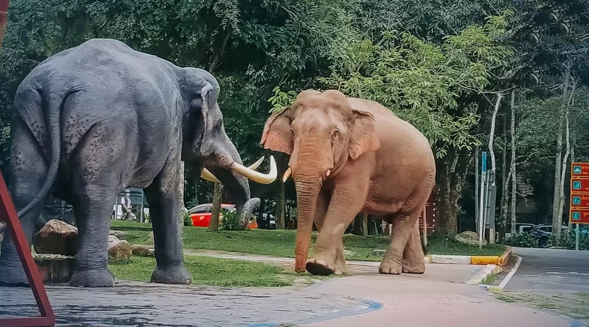 Wilde olifant slaat in het Khao Yai National Park een olifantenstandbeeld tegen de grond