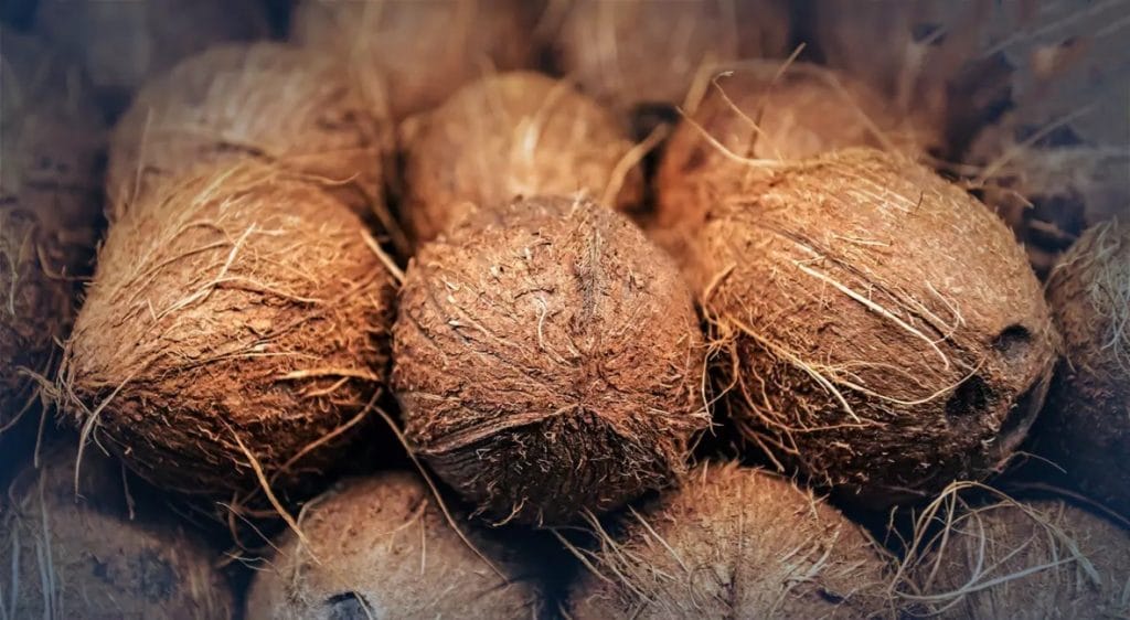 Thailand importeert 7.800 ton kokosnoten ondanks dalende prijs