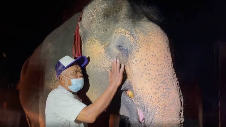 Gestolen 72-jarige olifant na 18 jaar terug bij zijn eigenaar in de noordoostelijke provincie Surin in Thailand