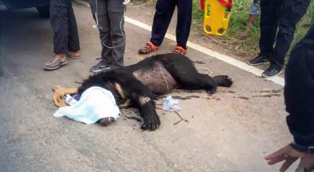 Halfblinde wilde beer liet het dorp Sa Kaew in Oost Thailand even beven maar al snel bleek dat zij géén klauw voor de ogen kon zien