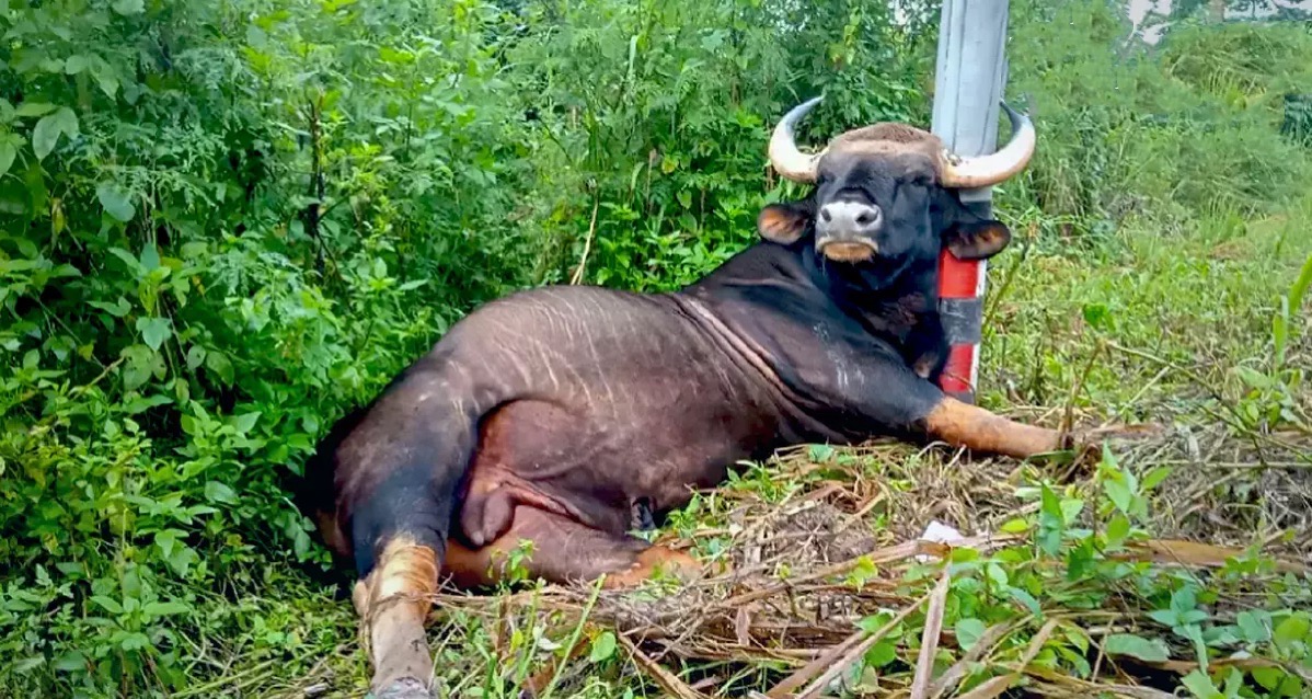 Wilde stier sterft in Khao Yai-park van Thailand mogelijk door elektrische schok