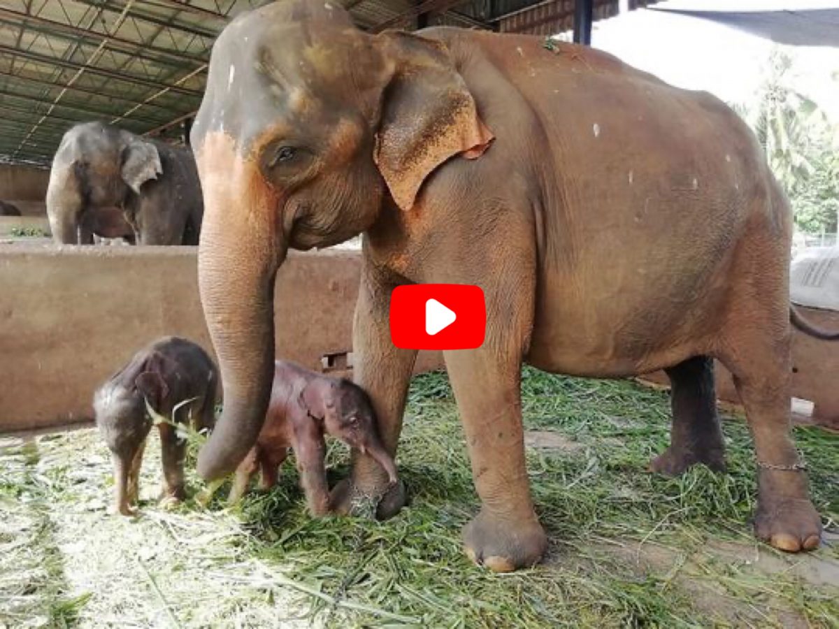 VIDEOCLIP | Olifant zet een olifantjes tweeling op de wereld