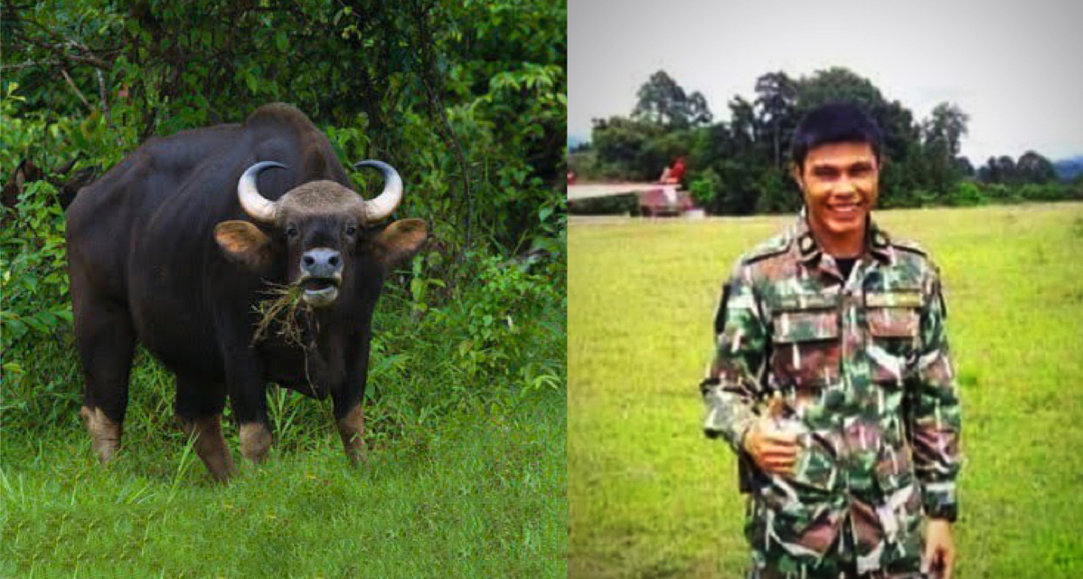Boswachters tijdens patrouille Oost Thailand aangevallen door een gaur, één van hen schiet het leven erbij in!