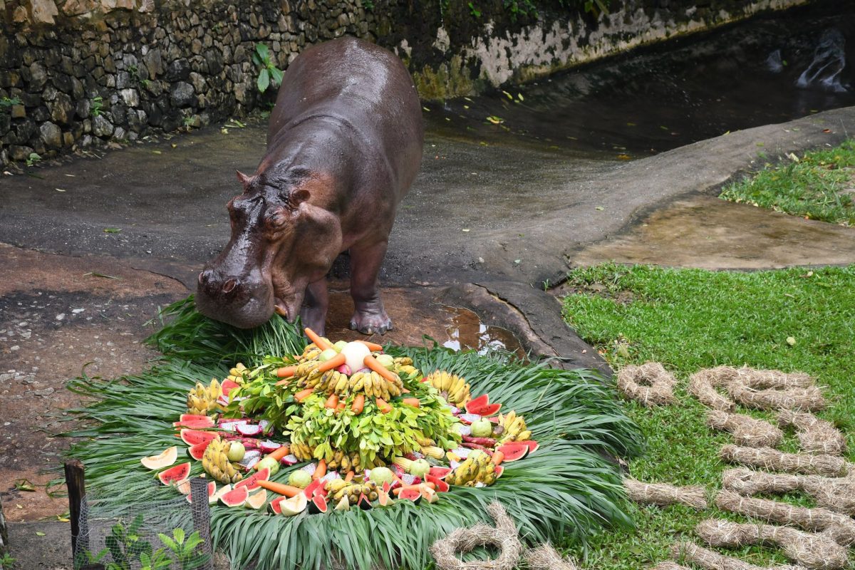 Tante Jasmine heeft er weer een jaartje bijgetekend en is met haar 56 jaar, het oudste nijlpaard van Thailand