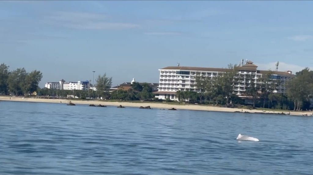 Bij het strand van Simila in het zuiden van Thailand werd gisteren een school roze dolfijnen gespot
