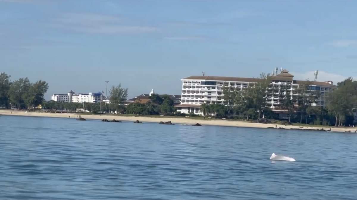 Bij het strand van Simila in het zuiden van Thailand werd gisteren een school roze dolfijnen gespot