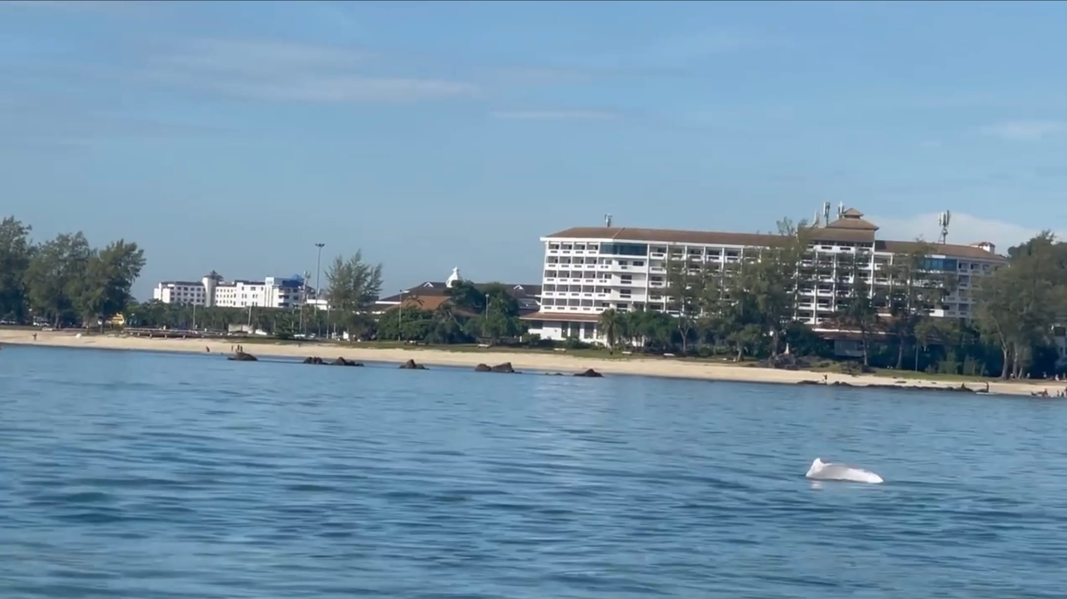 Bij het strand van Simila in het zuiden van Thailand werd gisteren een school roze dolfijnen gespot