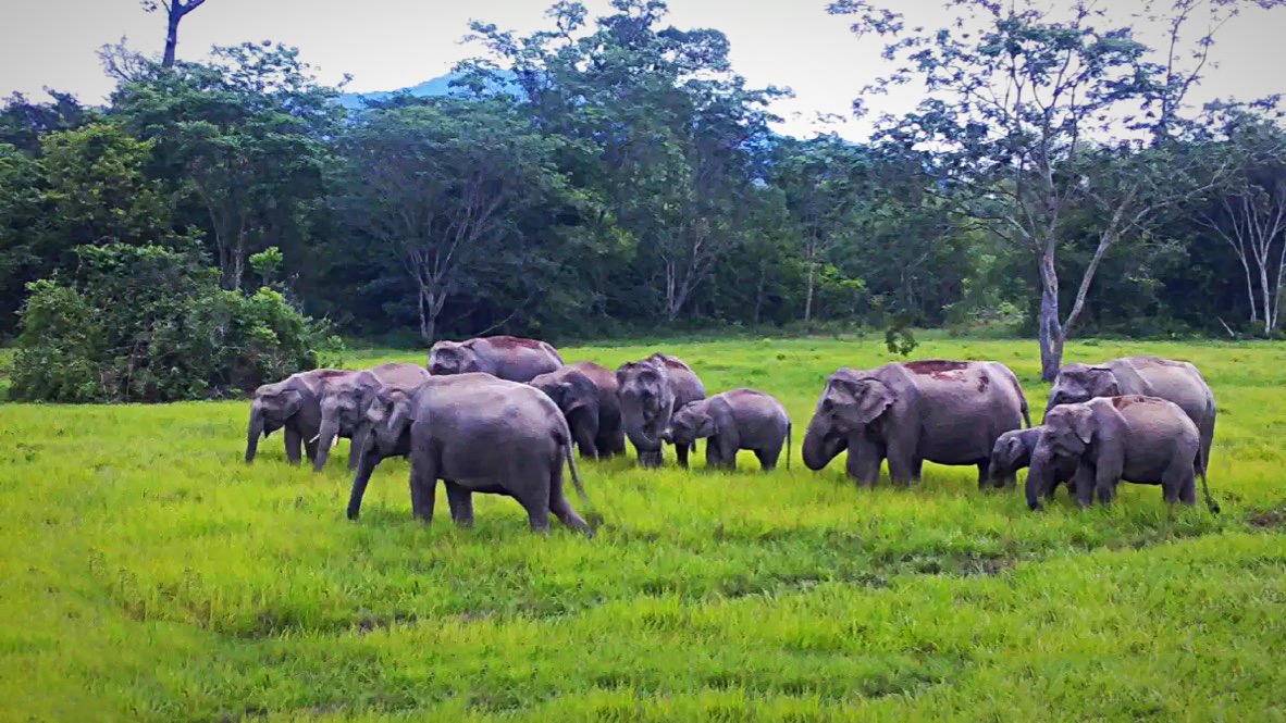 Het Bajrasudha Gajanurak Project in Thailand, een koninklijk elixer om wilde olifanten bij te staan