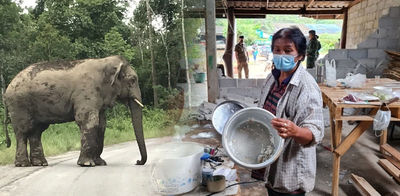 Ten einde raad zijnde verkoopster van gefrituurde bananen in Hua Hin voor de derde keer het doelwit van een wilde olifant