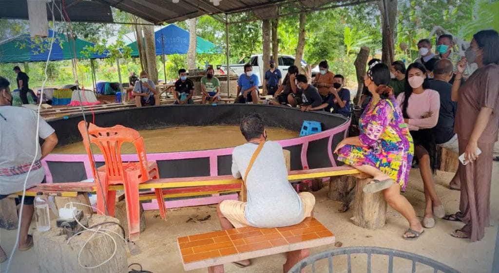 10 goklustige Thaise bij politieinval in hanengevechtstadion Phattalung gearresteerd