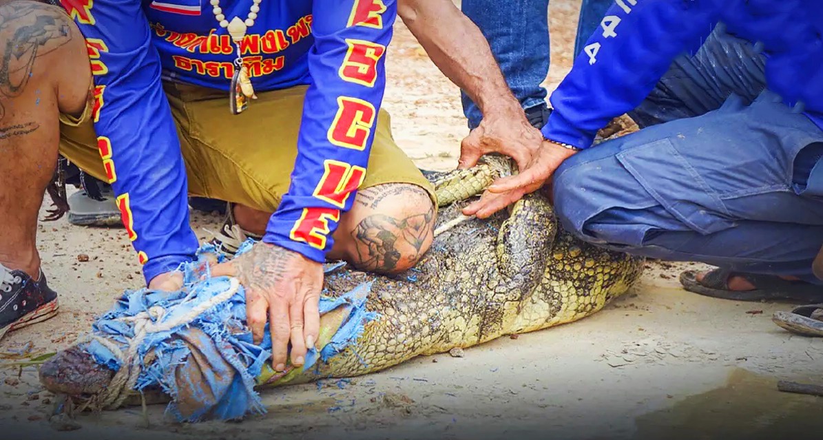 Dorpelingen moesten op hun vrije zondagmiddag in Kamphaeng Phet op krokodillenjacht.
