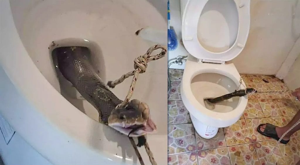 Hoe voorkom je dat in Thailand een slang in je togus bijt?