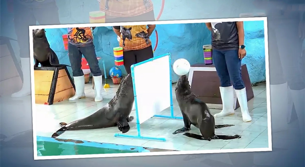 Sportieve zeehonden van de Songkhla Zoo klaargestoomd om te pronken met volleybalvaardigheden