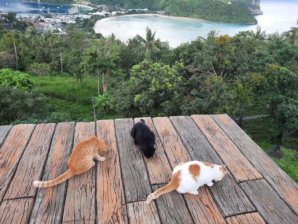 Duizenden katten tijdens de pandemie op Koh Phi Phi gestrand