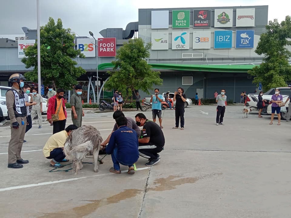 Ontsnapte struisvogel rent over de weg in Chonburi en kon na bij een winkelcentrum bij de nek gepakt worden.