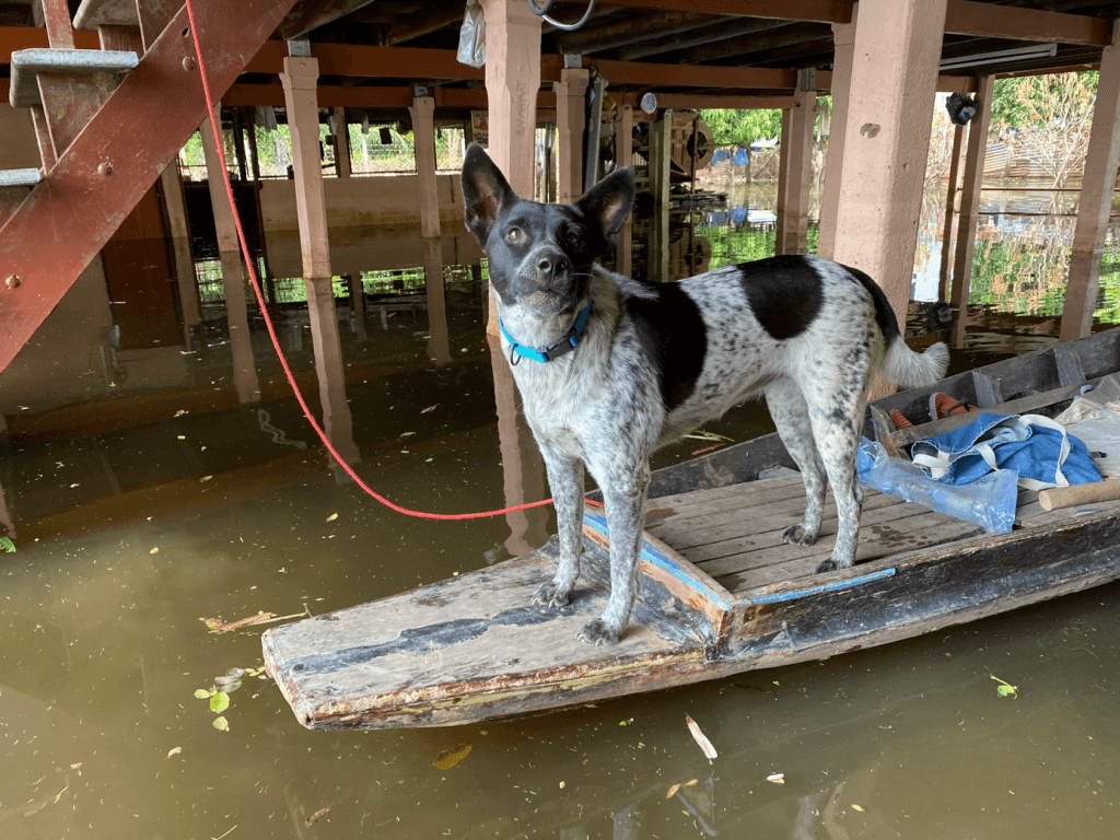 De Soi Dog Foundation biedt voedselhulp aan dieren in het door overstromingen getroffen Ayutthaya en Sing Buri