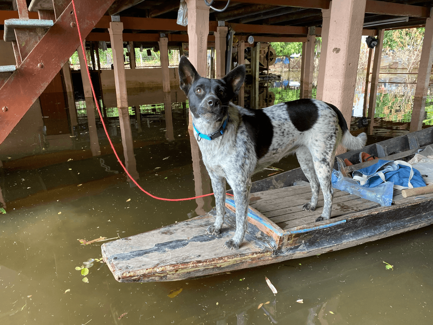De Soi Dog Foundation biedt voedselhulp aan dieren in het door overstromingen getroffen Ayutthaya en Sing Buri
