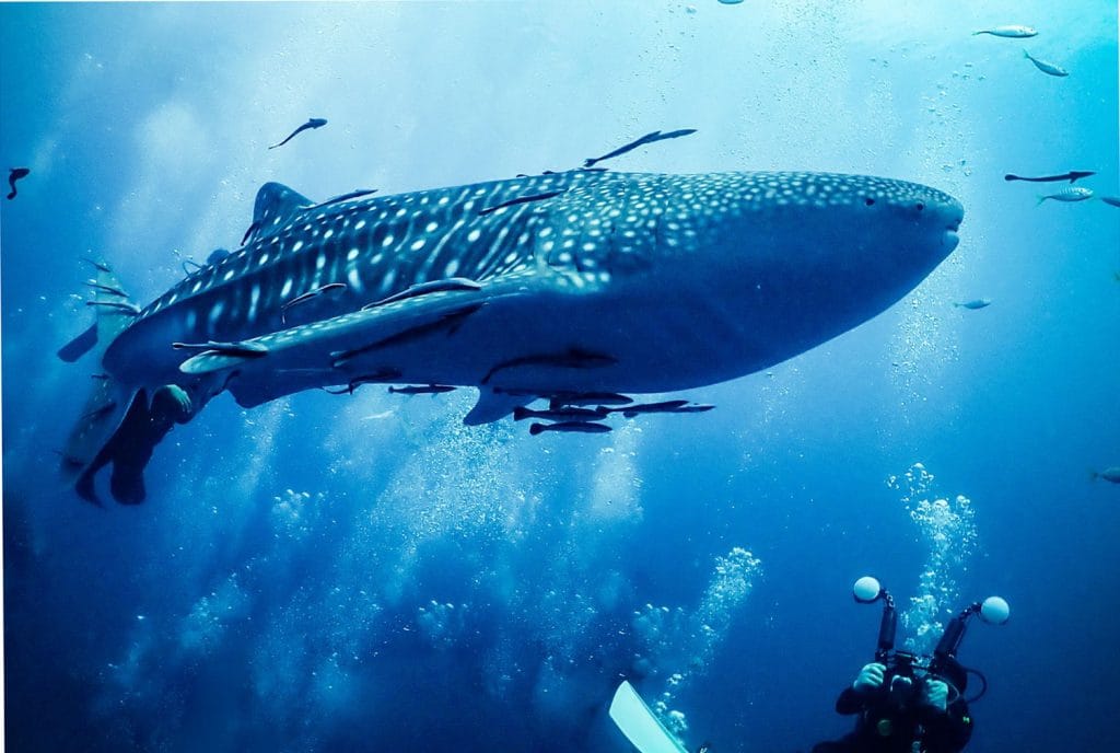 Duikers hebben bij Koh Tao een bijzonder grote walvishaai gespot