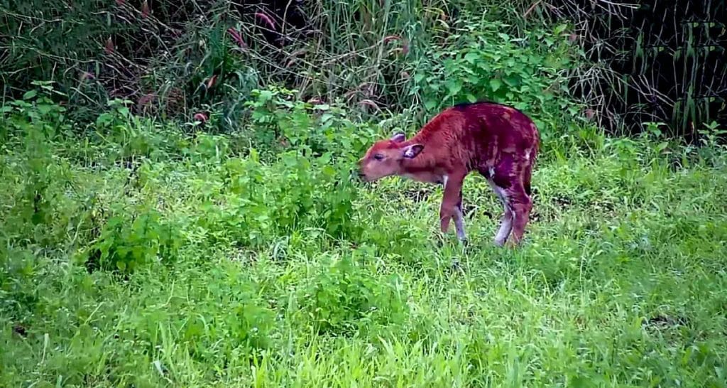 De parkbeambten in Uthai Thani parkbeambten wisten één verlaten “Banteng” kalf voor de dood te behoeden
