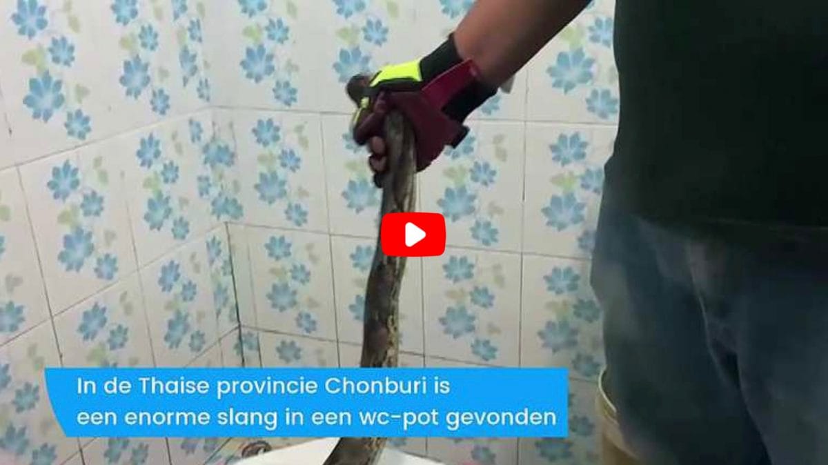 VIDEOCLIP | Onverwacht toiletbezoek doet Thaise vrouw in Chonburi huiveren