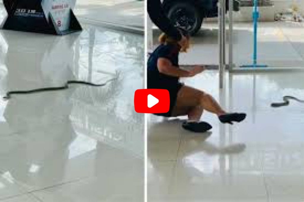 Super snelle slang zaait paniek in autoshowroom: “Ze was te snel voor ons”