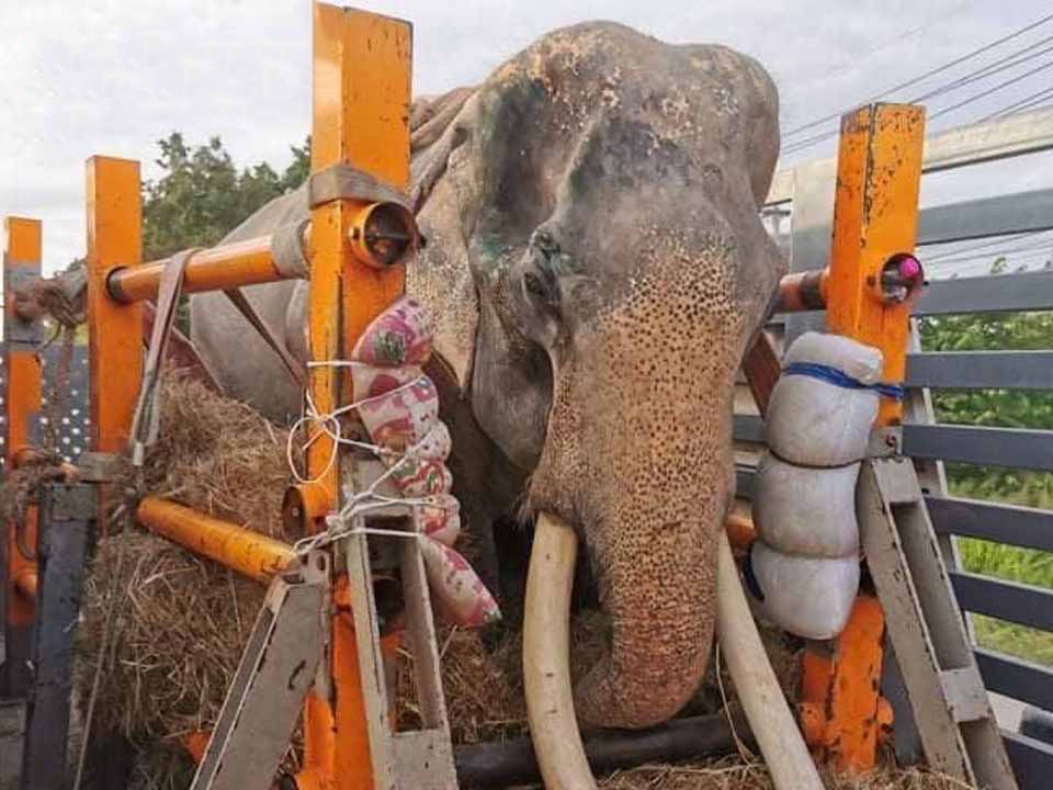 Zieke olifant uit Pattaya met olifantenambulance op weg naar het ziekenhuis in Surin