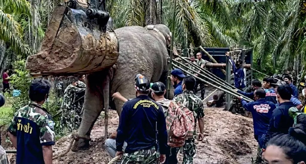 Bange woongemeenschap in Rayong laten een wilde olifant naar een opvangcentrum deporteren