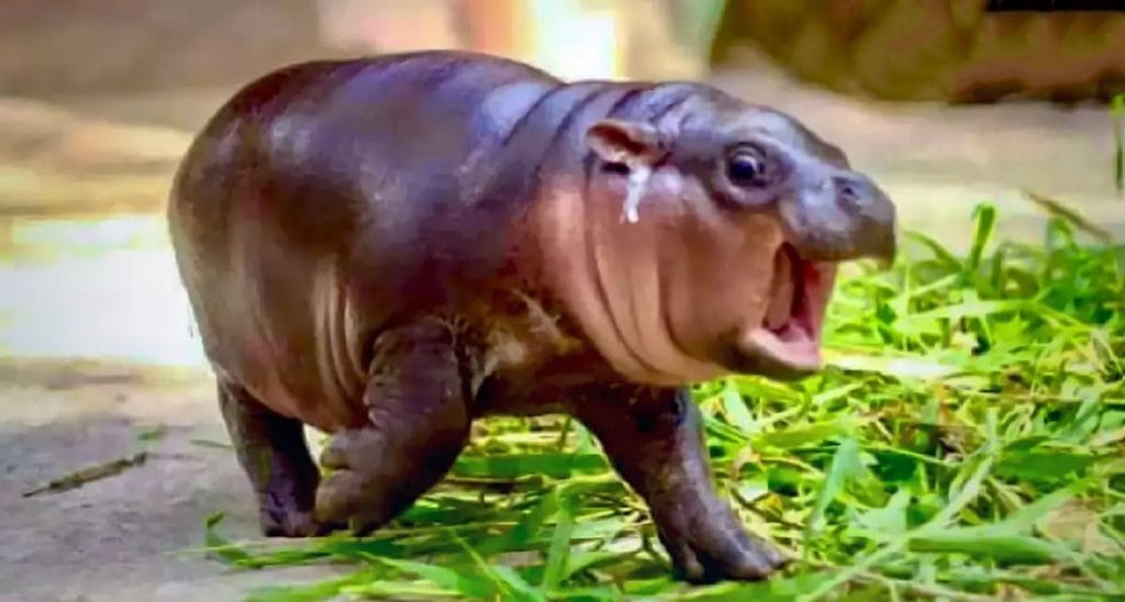 De Khao Kheow Open Zoo vierde op gepaste wijze de verjaardag van het dwergnijlpaard “Moo Toon”