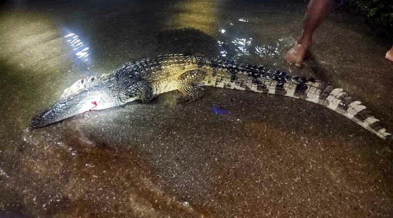 Er zwommen twee krokodillen na de overstroming in de provincie Ratchaburi rond, ze waren niet eens paars*