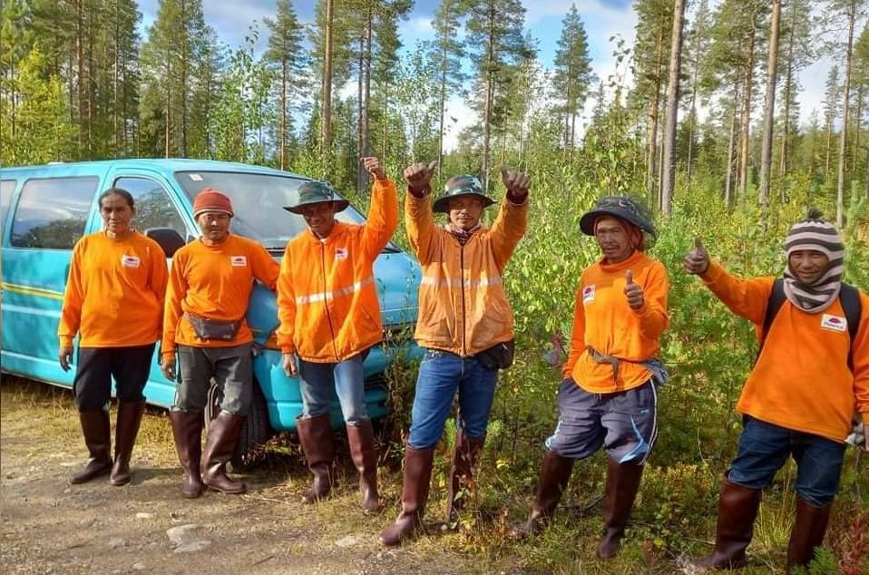 Sommige Thaise bessenplukkers verdienen tijdens één seizoen in Finland het salaris wat gelijk staat aan 15 jaar salaris