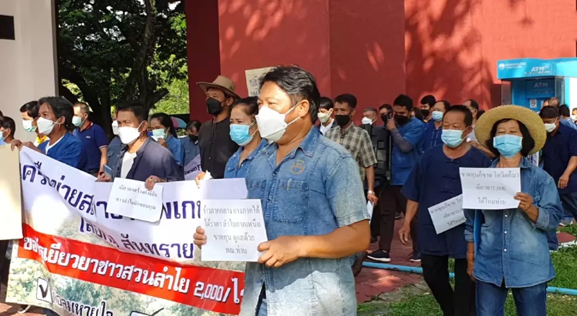 Verzuurd door verlies aan inkomsten, eisen de longan-boeren in Thailand compensatie