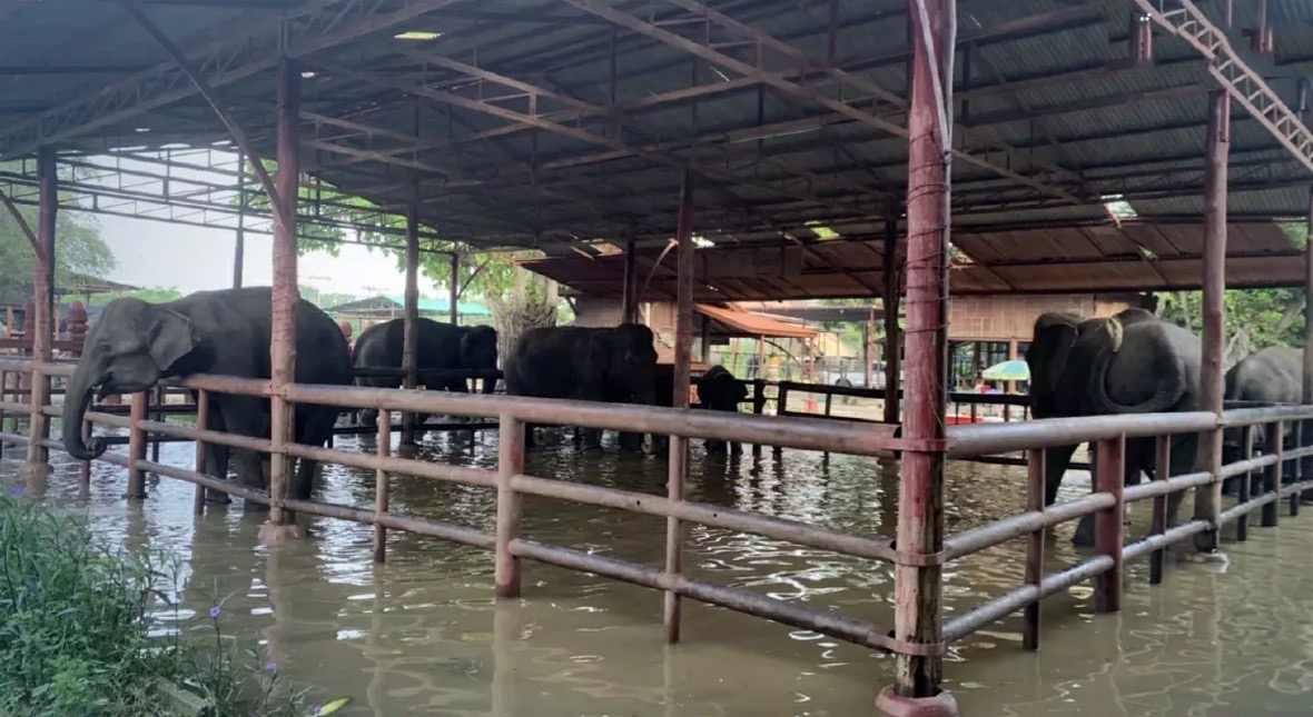 In verband met overstromingsgevaar zijn de olifanten in Ayutthaya naar hoger gelegen gebieden gedreven