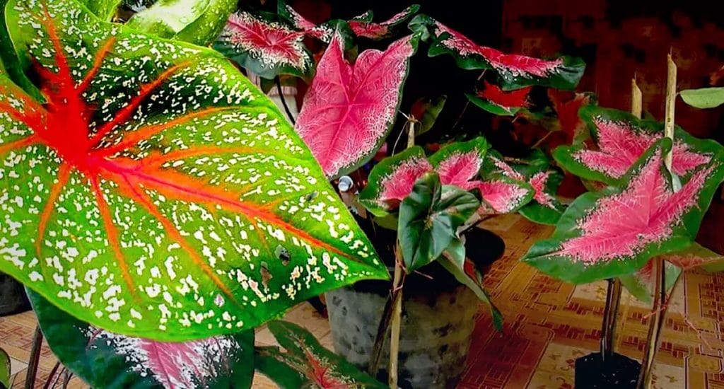 Voor een inwoonster van Chiang Mai verandert de Covid-crisis haar bestaan in een bloemrijk leven