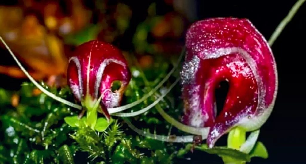 Thaise onderzoekers doen opzienbarende ontdekking van de edelsteen orchidee in Noordoost Thailand