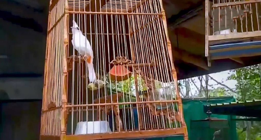 Het gezang van de Thaise bulbul wordt nog met de dag geliefder voor een politieagent uit Songkhla
