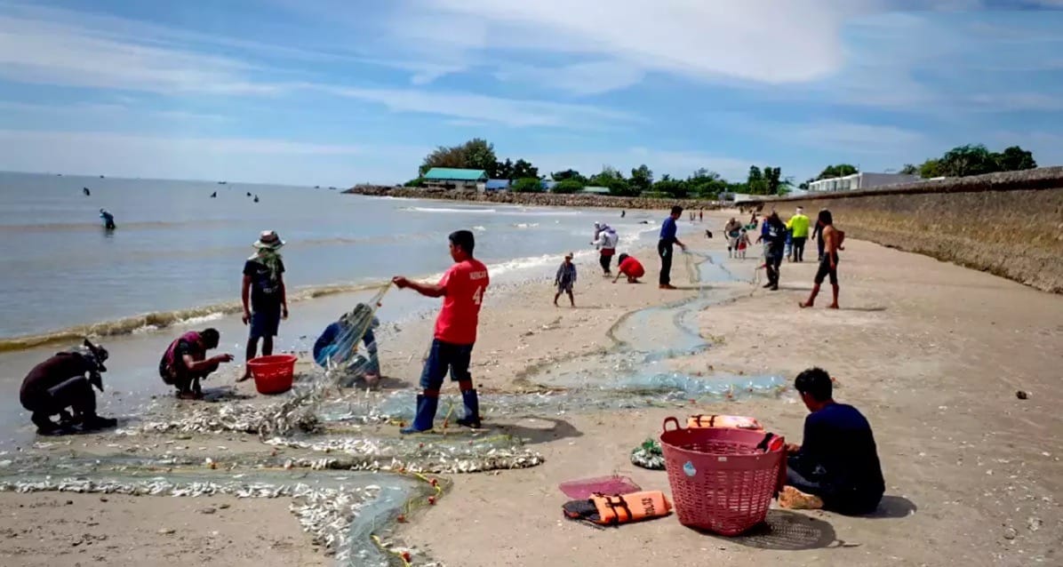 De bevolking van Cha-am kan zich gratis tegoed doen aan heerlijke schaal en schelpdieren welke de zee gratis uitspuwt
