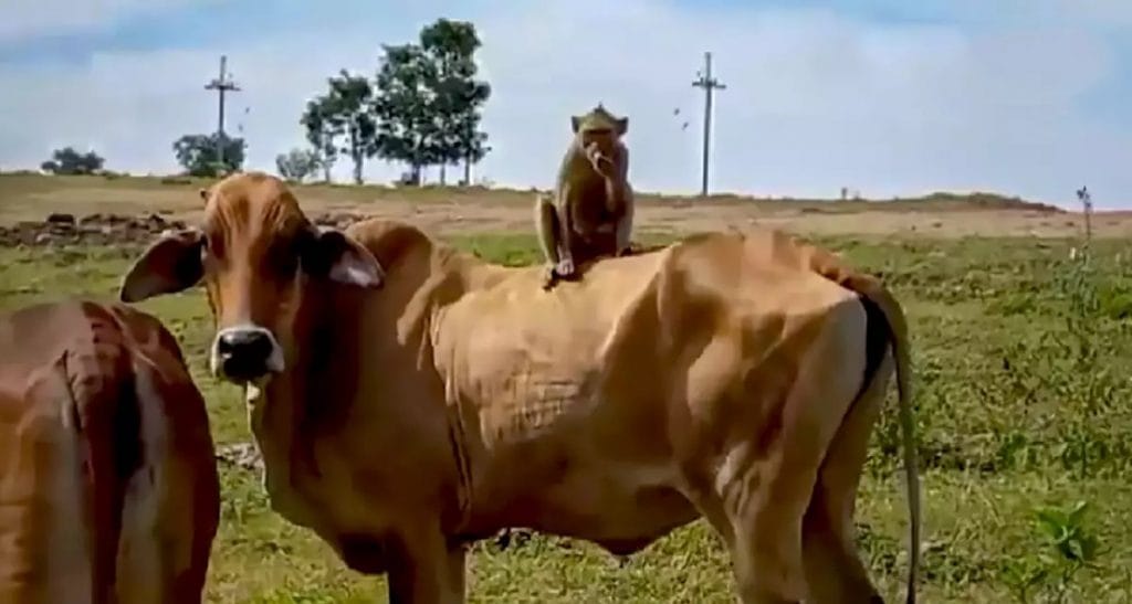 Wilde aap werpt zich in Lopburi op als cowboy en dringt de runderen bijeen