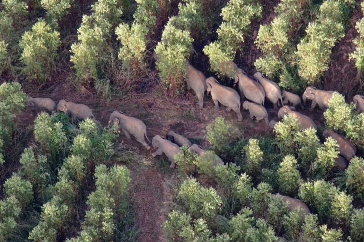 Kudde wilde olifanten plunderde een suikerriet plantage in Prachin Buri