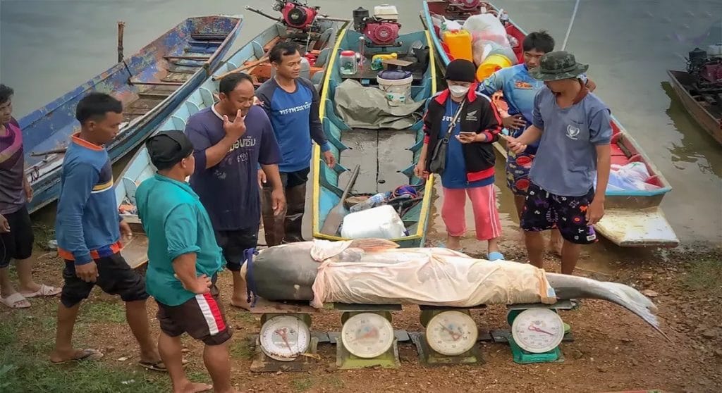 Bij de Kaeng Krachan-dam in Phetchaburi trokken de lokale vissers maar liefst 43 reuze- meervallen uit het water