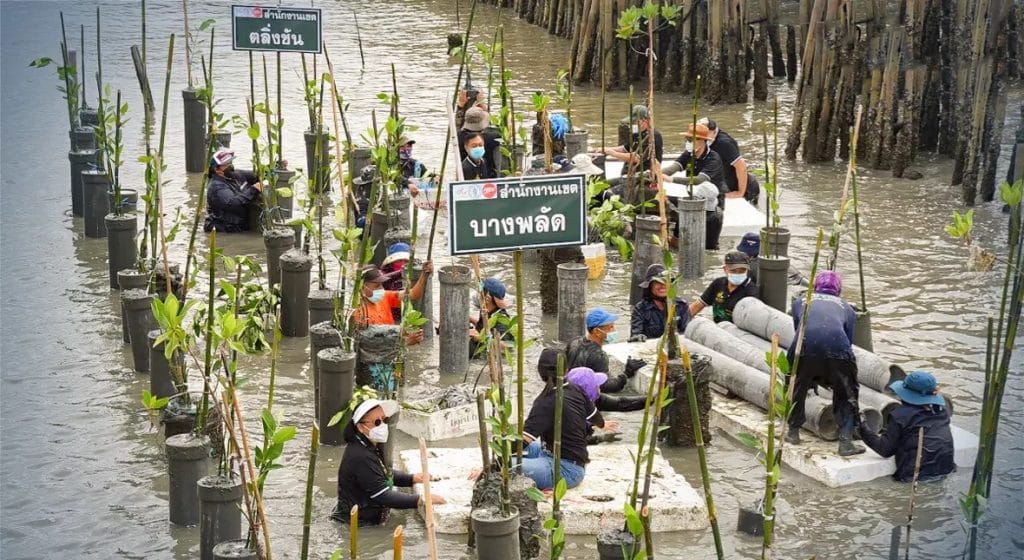 Nog meer mangrovebomen aan de kust in de wijk Bang Khun Thien in Bangkok gepland om watererosie te voorkomen