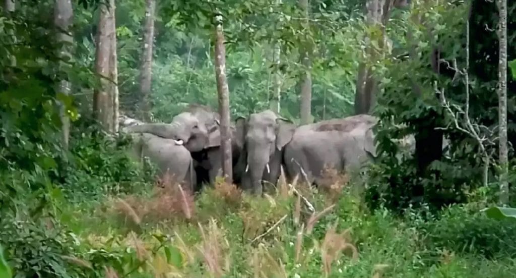 Inwoners in het oostelijk gelegen Chanthaburi gewaarschuwd om tijdens het paarseizoen twee kuddes dartele dikhuiden te vermijden