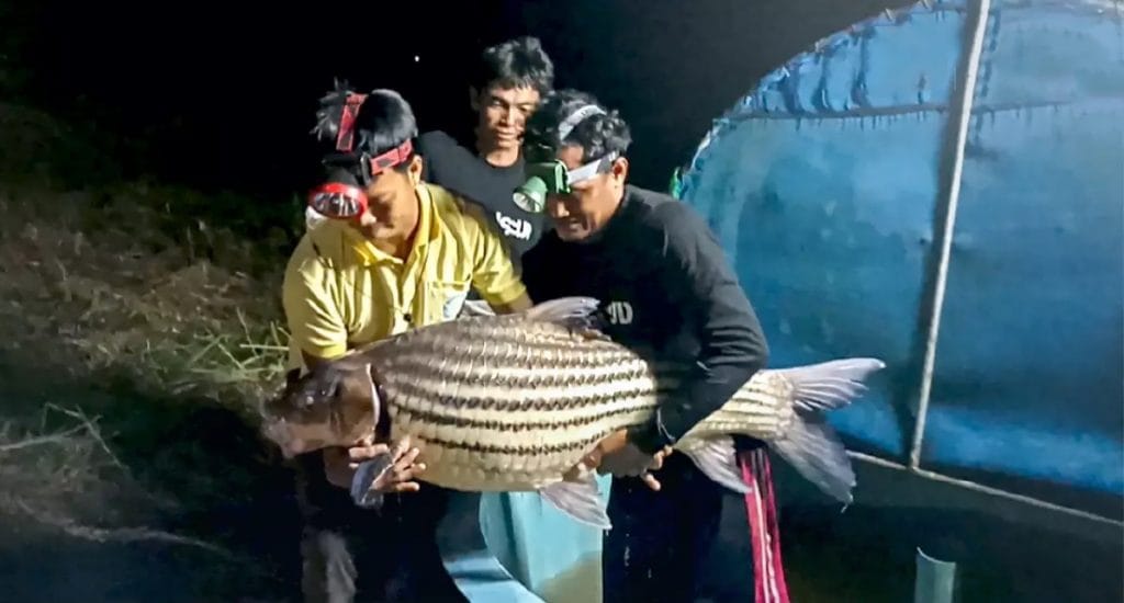 De lokale bevolking van Mukdahan jaagt met succes op grote zeldzame karpers