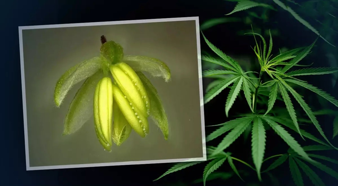 4 soorten Thaise cannabis zouden kanker helpen te bestrijden, zo blijkt uit de laatste onderzoeken