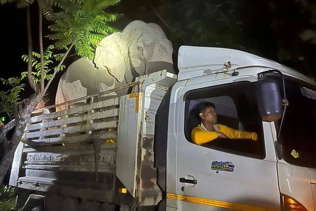 Mannetjes olifant stampt in Zuid Thailand zijn mahout de dood in