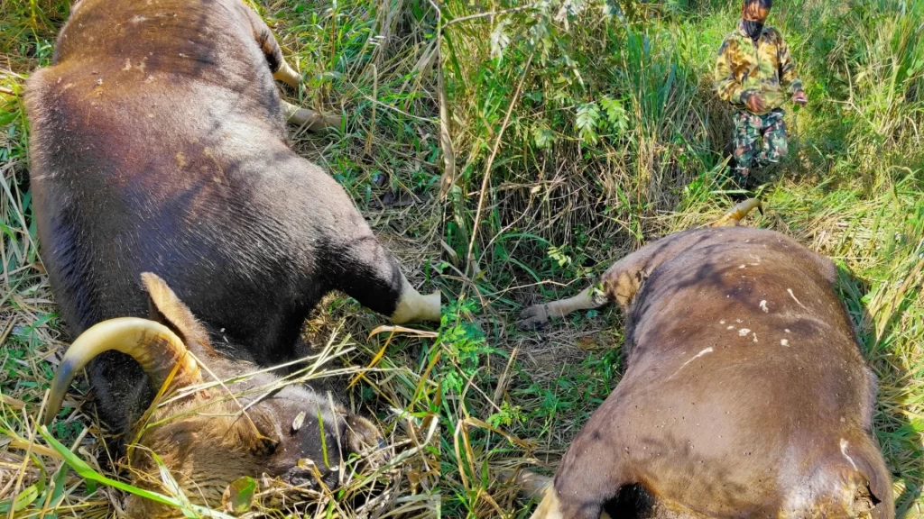 Een dode gaur is gisteren net buiten het Khao Phaeng Ma wildreservaat in Nakhon Ratchasima aangetroffen