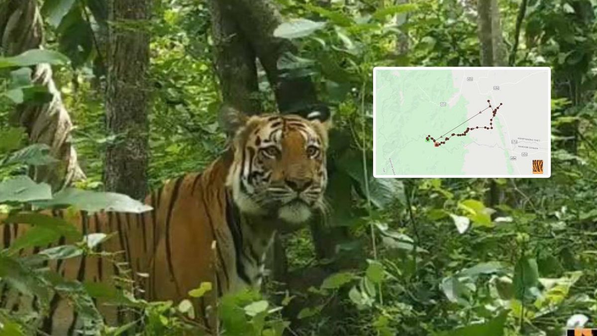 UPDATE | Ontsnapte tijger keert veilig terug naar het natuurreservaat in de provincie Uthai Thani van Thailand