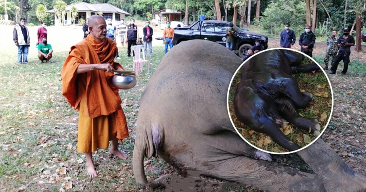 Zwangere olifant in Chonburi doodgeschoten, de schutter opgepakt