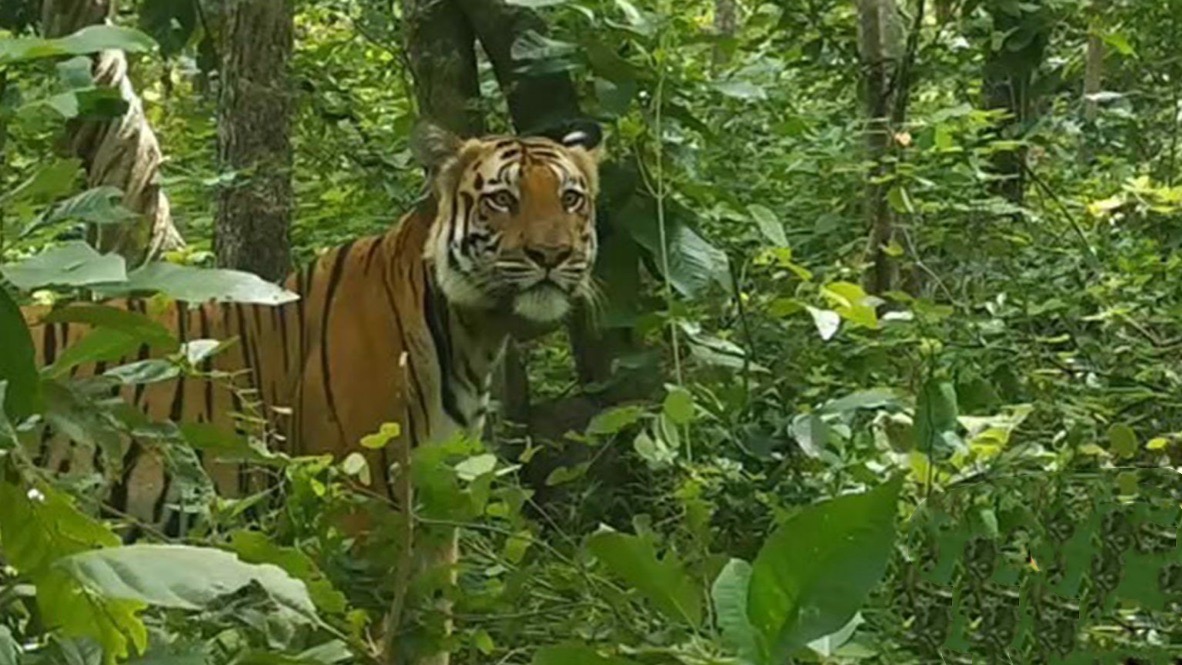 De parkwachters van het Kha Khaeng Wildlife Sanctuary in Uthai Thani zijn al dagen op zoek naar een Bengaalse tijger