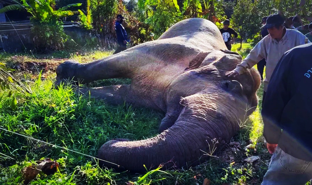 Zeven ton zware olifant in Chanthaburi sterft door 220 volt geveld